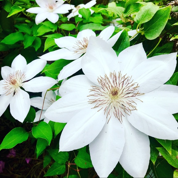 Meet your Posher, Lauren - Picture 3 of 8